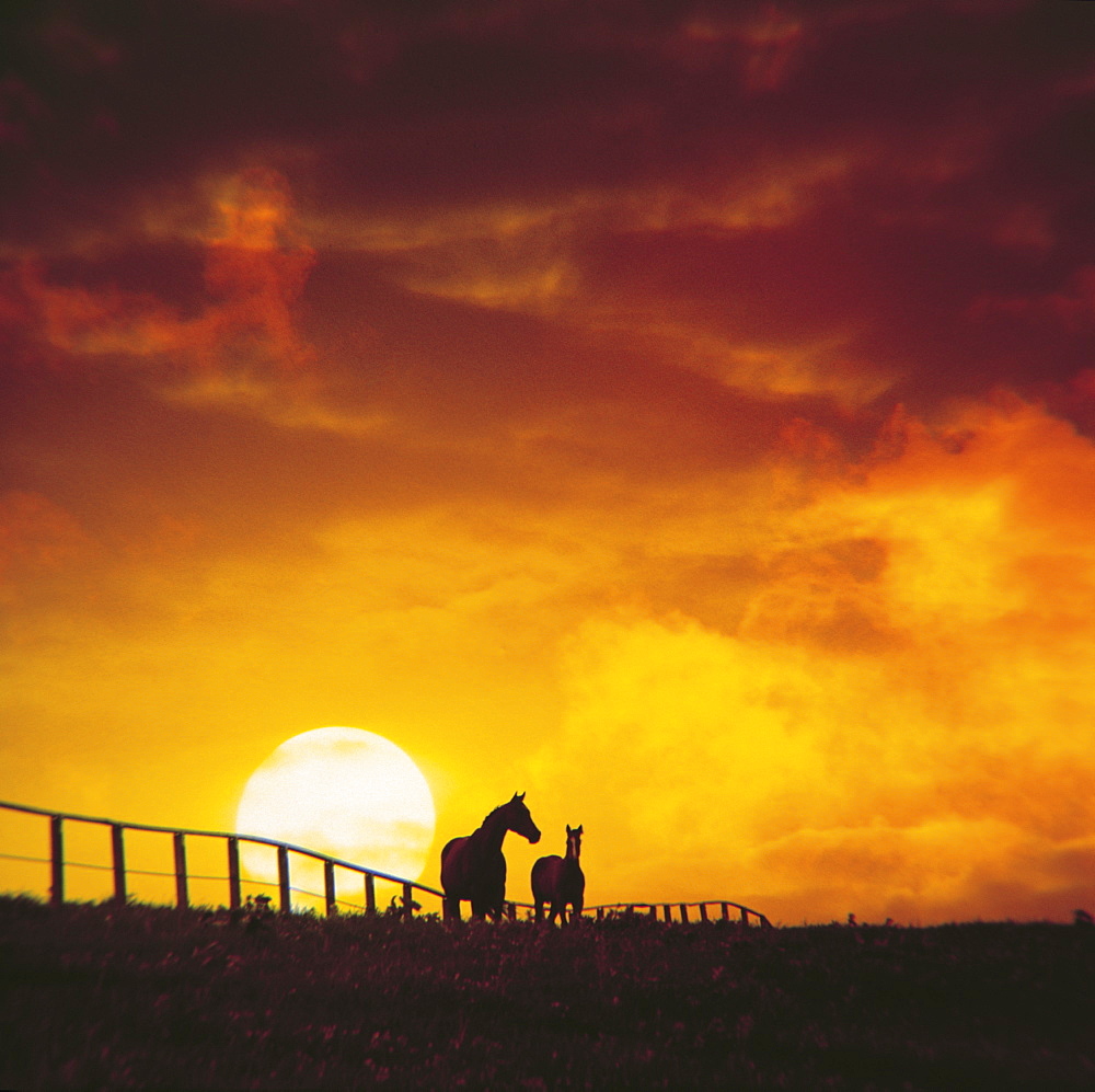 Horses silhouetted against sun