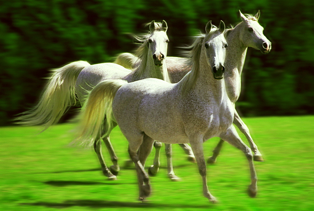 Three White Horses Running