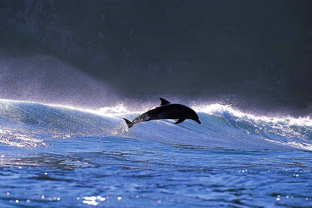 Dolphin Jumping out of Water