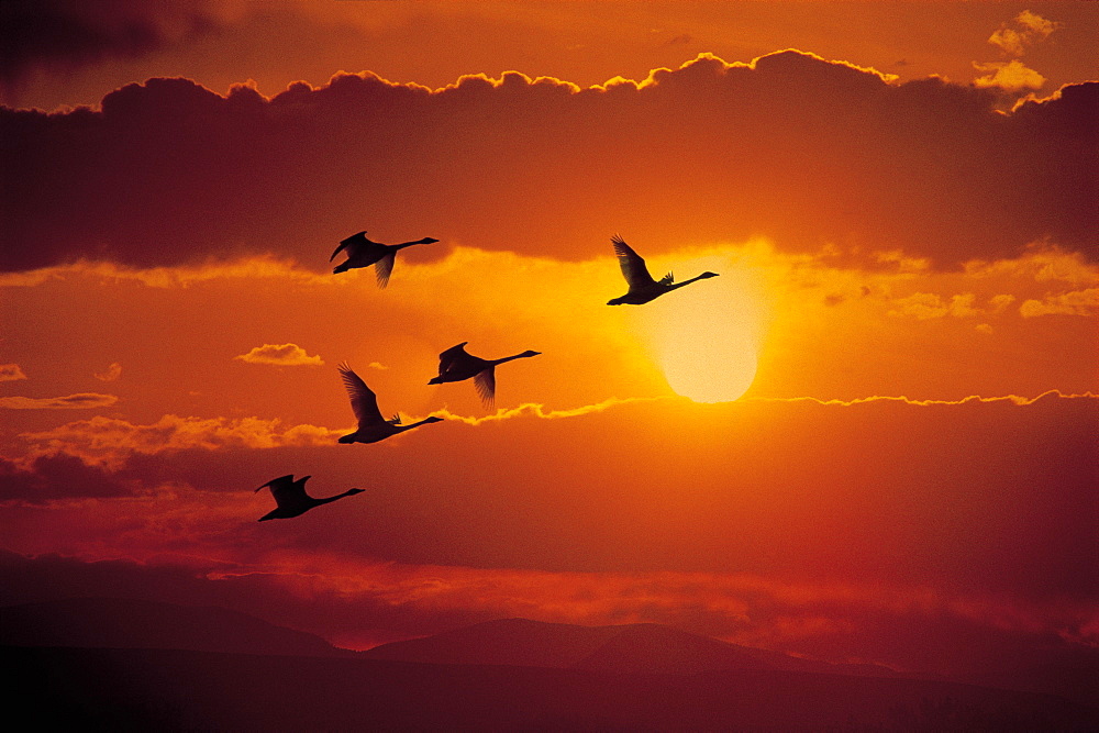 Geese Flying in Formation