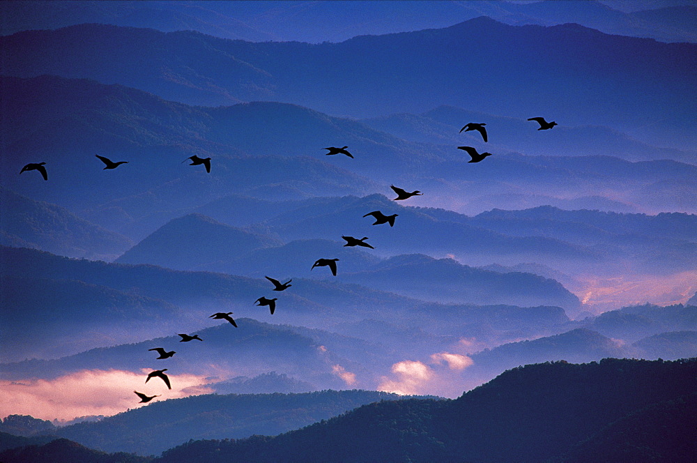 Birds Flying in Formation