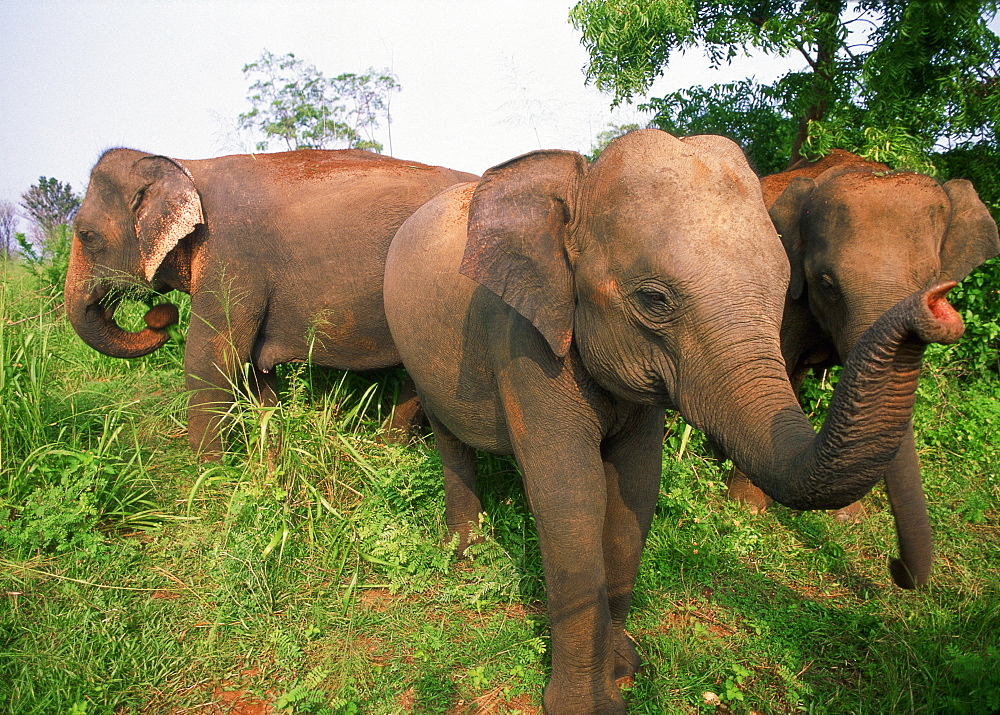 Herd of Indian Elephants walking in savanna