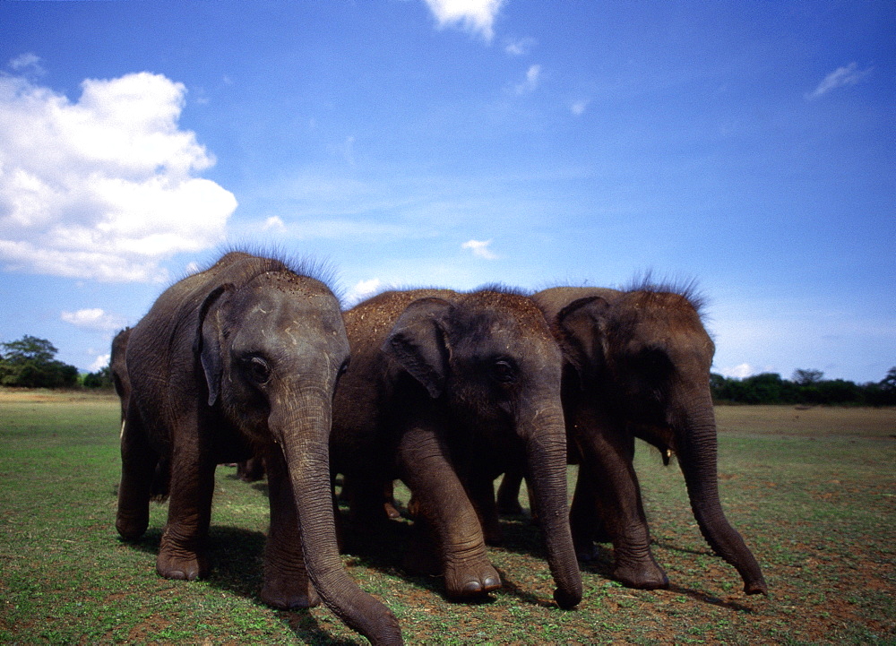 Three Indian Elephants