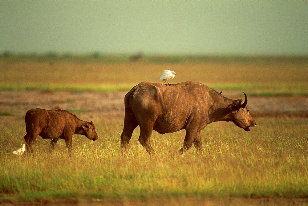 Buffalo family