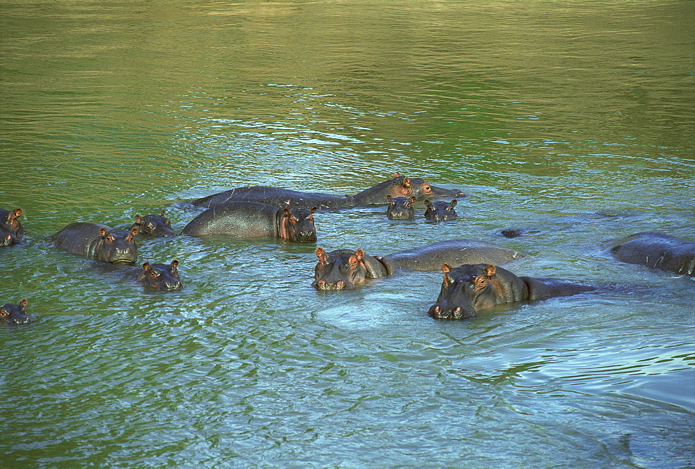 Bloat of Hippos bathing