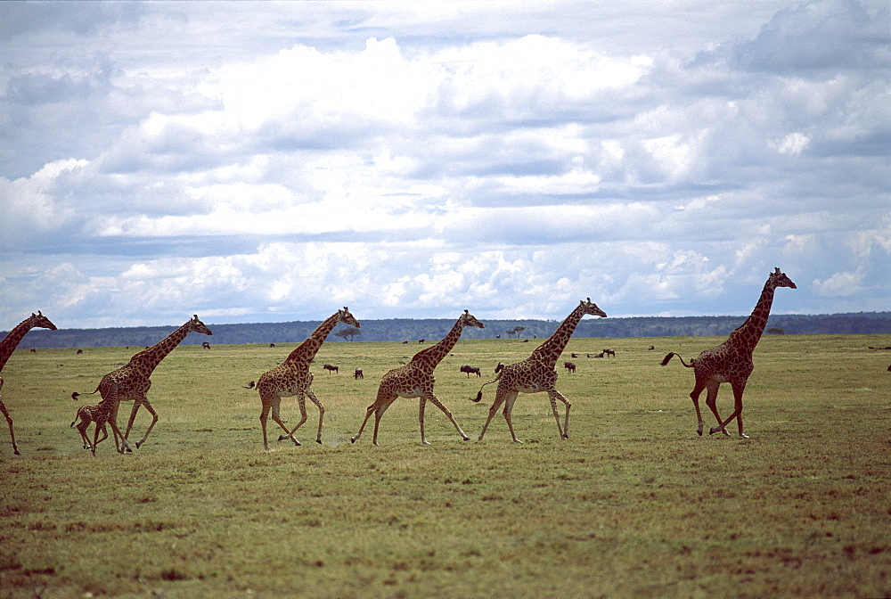 Herd of Giraffes