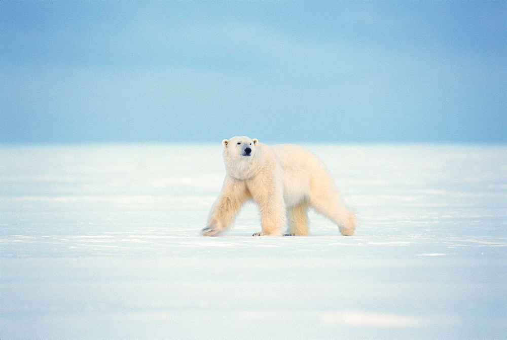 Polar Bear walking