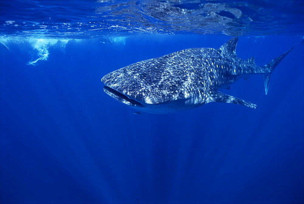 Whale Shark swimming