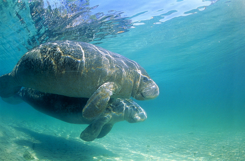 Two Manatees swimming