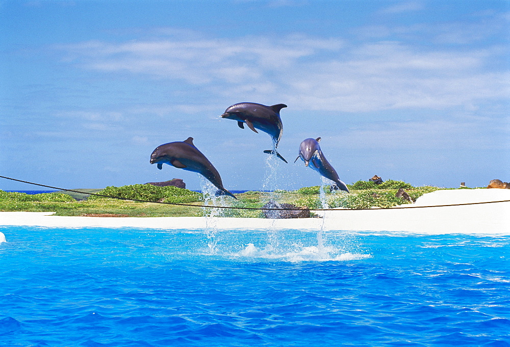 Dolphins jumping at Sea Life Park in Oahu, Hawaii