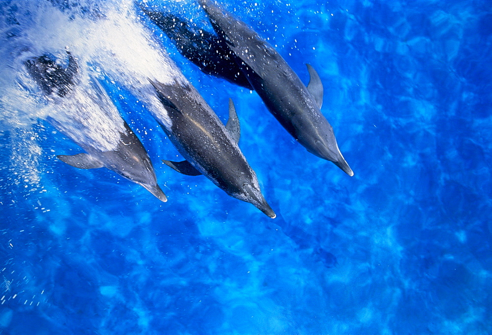 Spotted Dolphins jumping