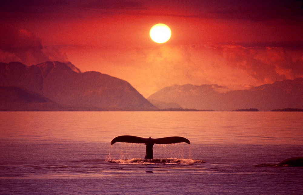 Humpback Whales swimming