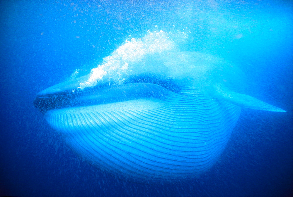 Blue Whale swimming