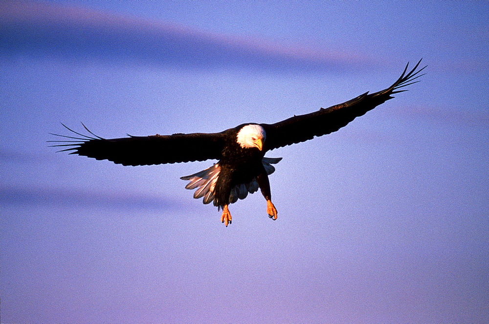 Bald eagle