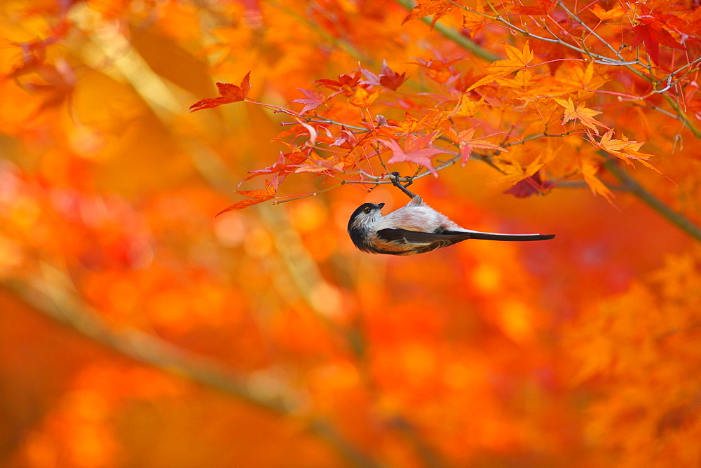 Long-Tailed Tit