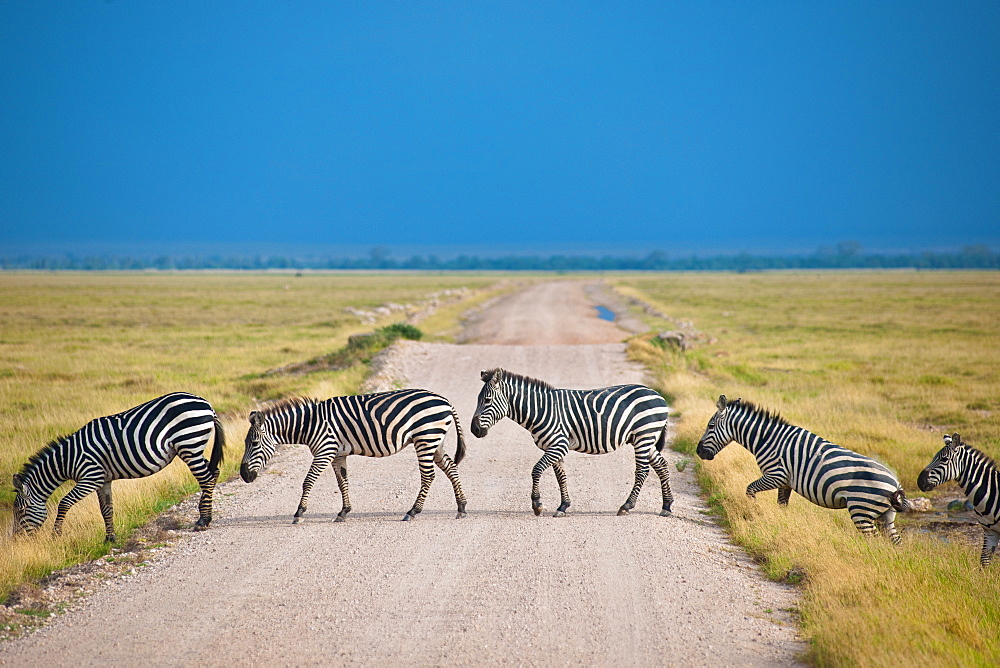 Zebra crossing road at Amboseli National Park, Kenya