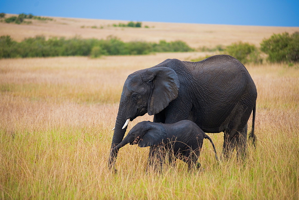 Elephants at Amboseli National Park, Kenya