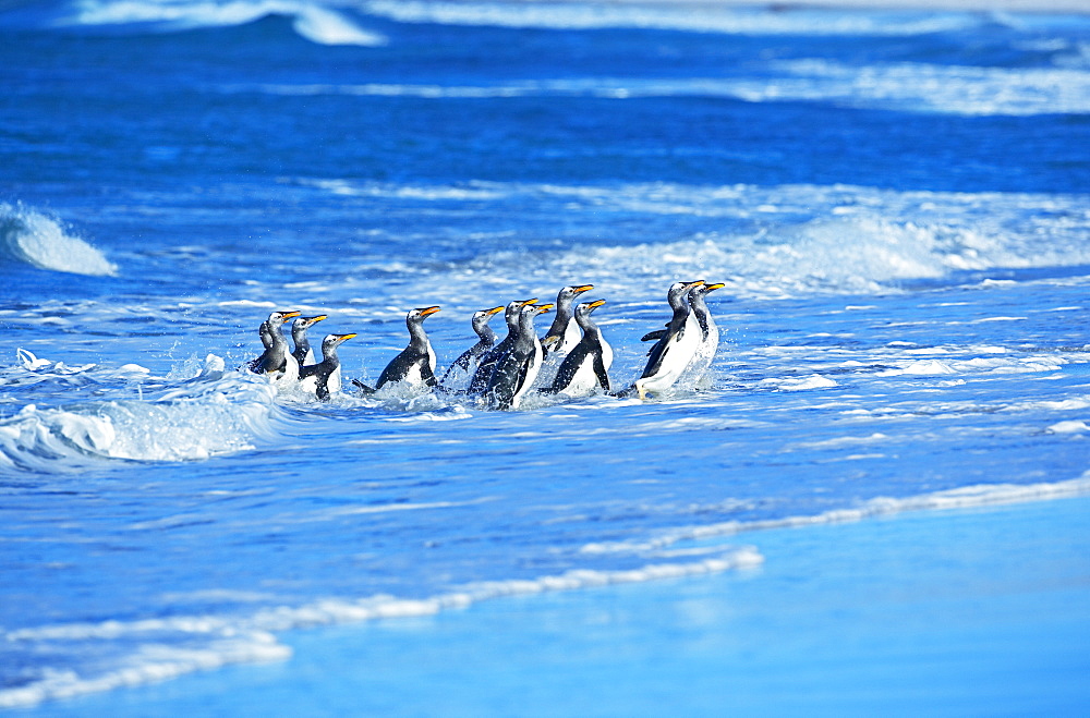 Penguin herd