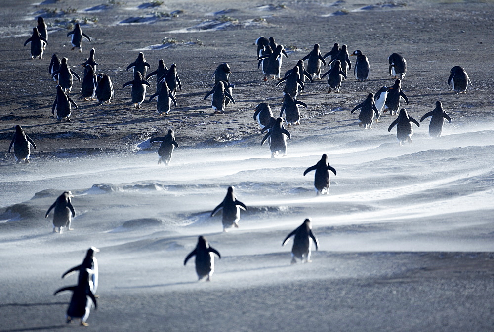 Penguin herd