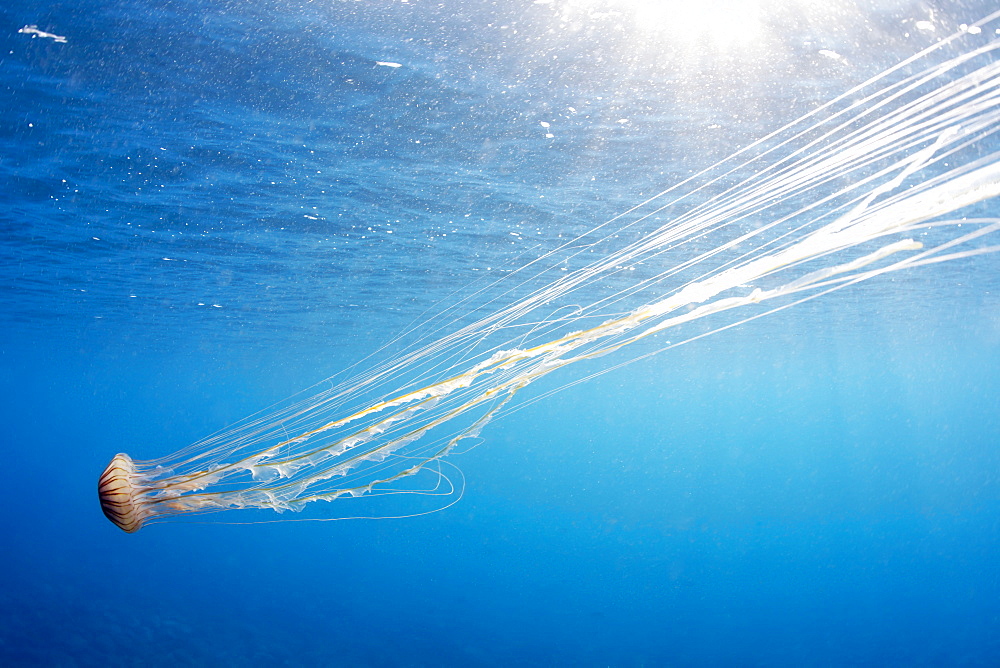 Brown Jellyfish