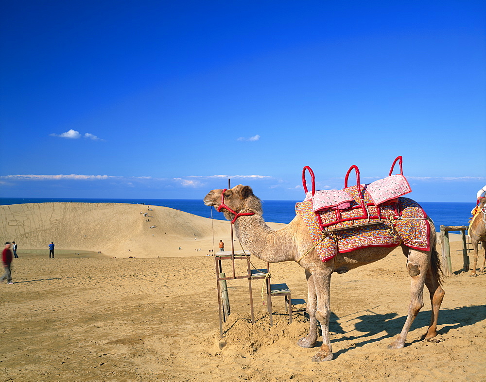 Camel, Tottori Prefecture