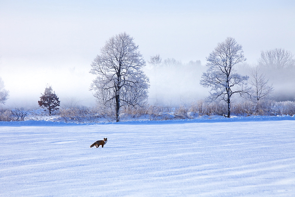 Red fox, Hokkaido