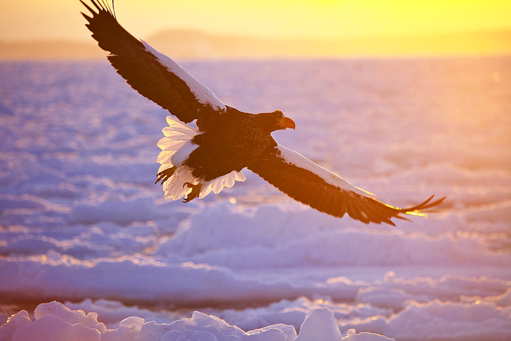 Stellers Sea Eagle