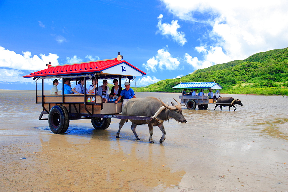 Buffalo Cart, Okinawa