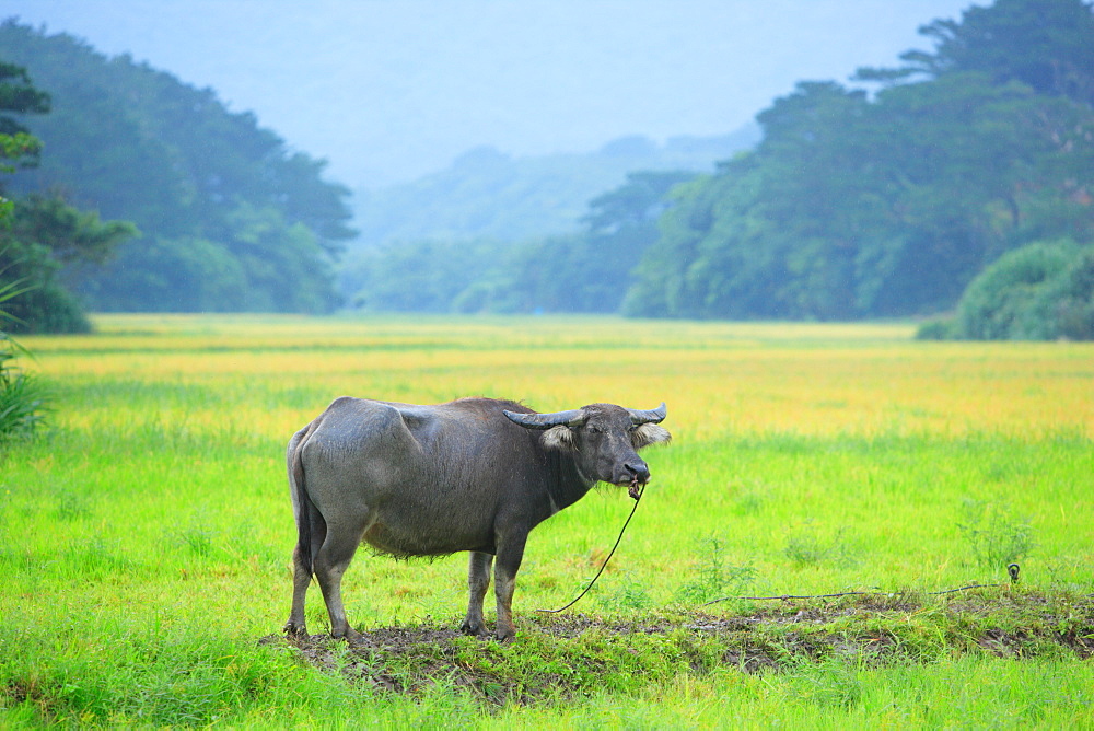 Grazing cow, Japan