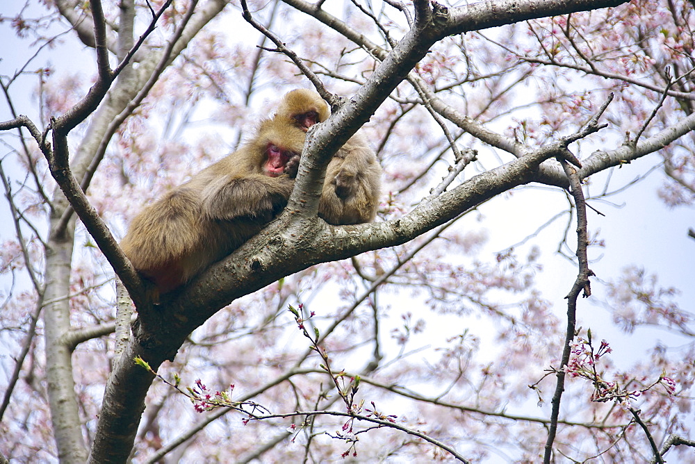 Japanese monkeys