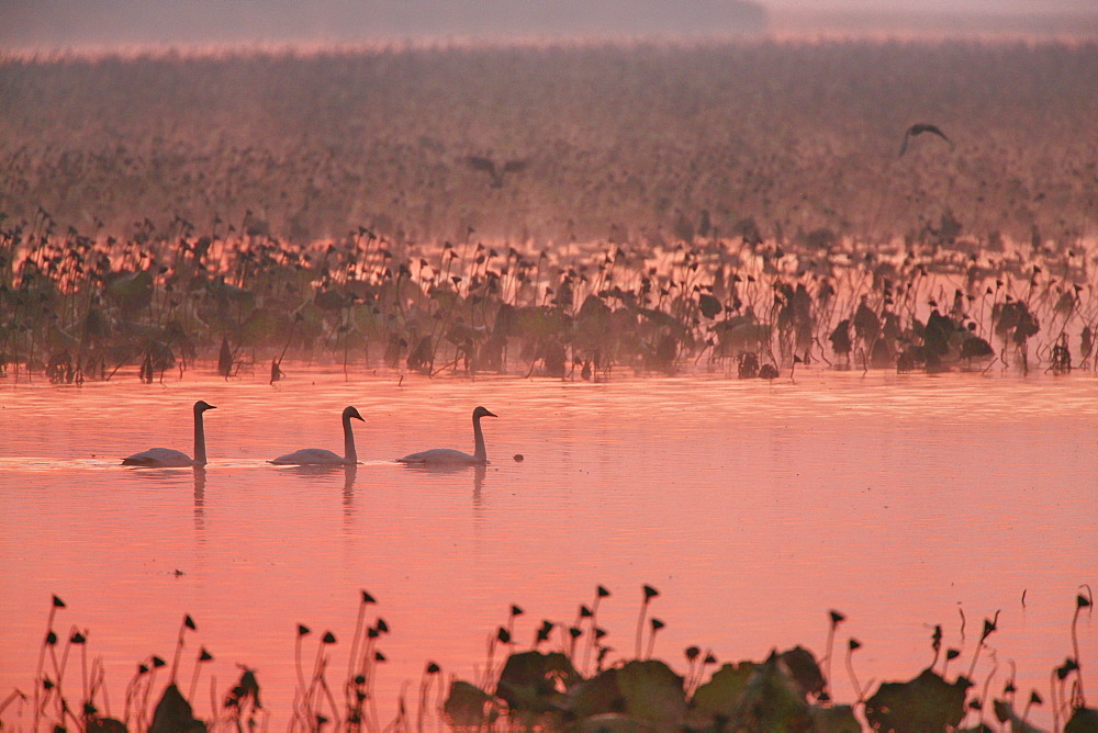 Swans, Japan