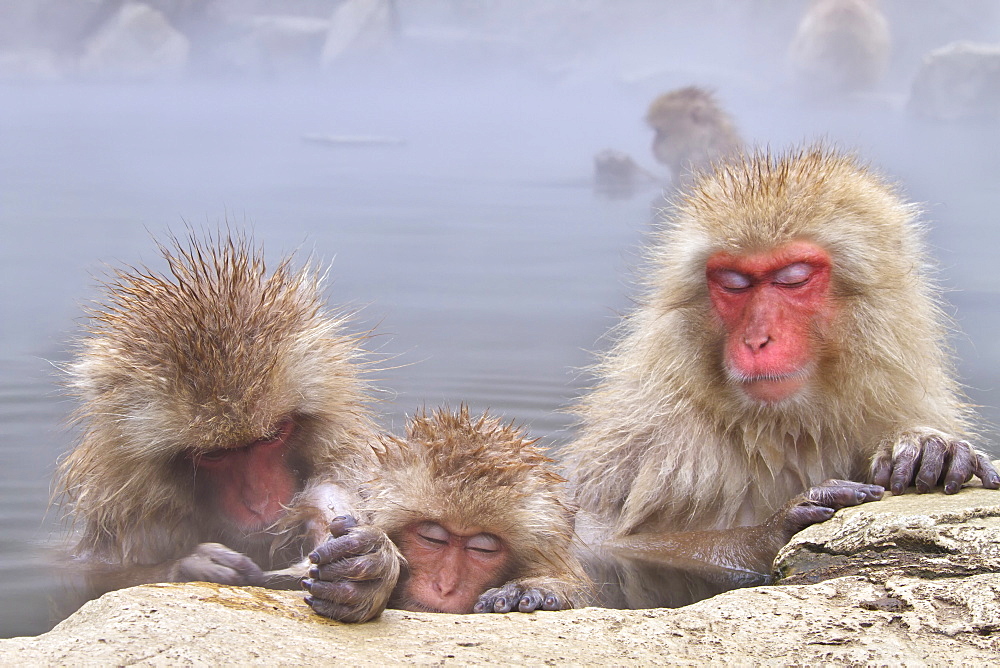 Japanese monkeys