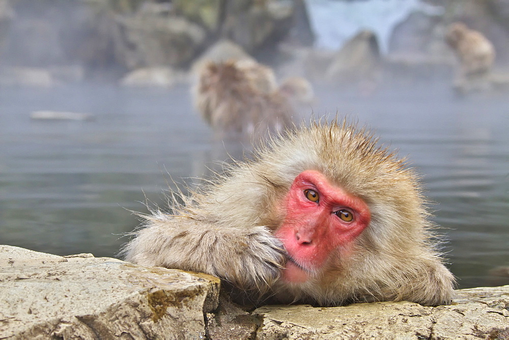 Japanese monkeys