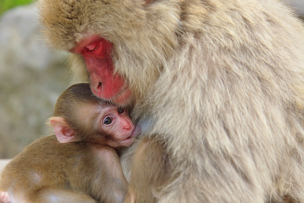 Snow monkeys