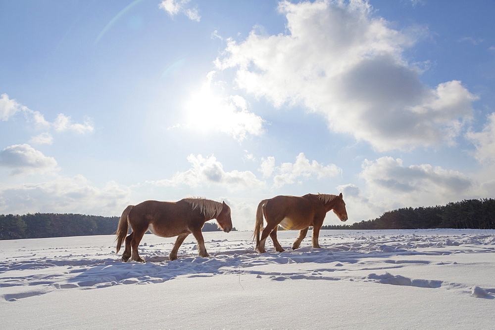 Horses