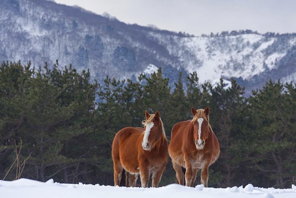 Horses