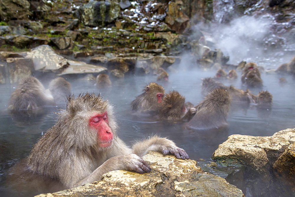 Snow Monkeys