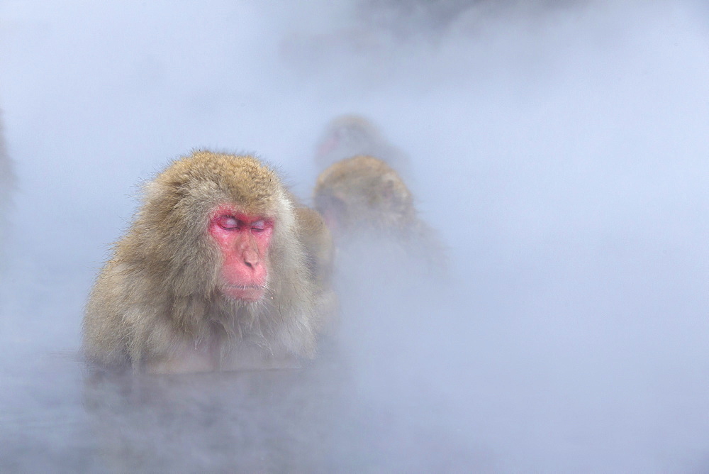 Snow Monkeys