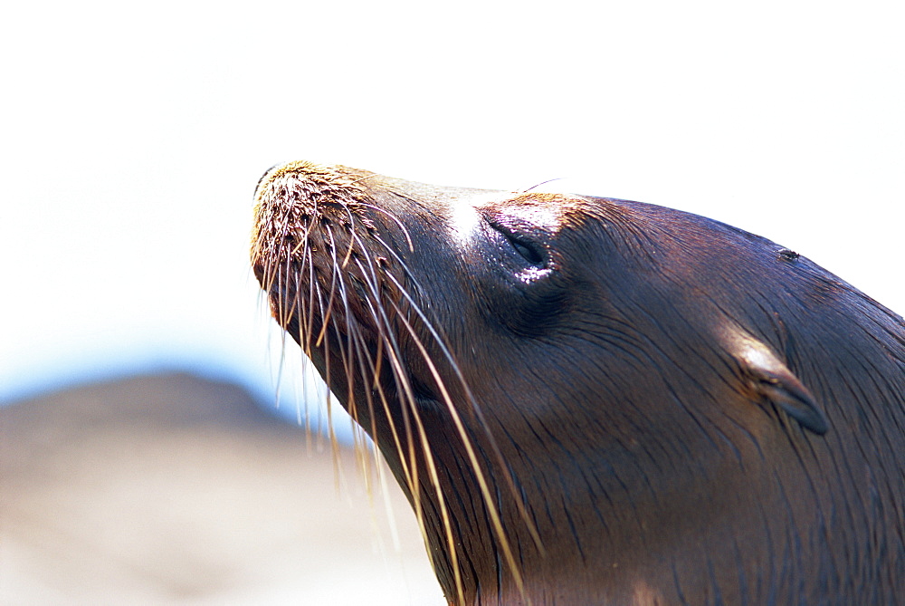 Sea lion, Galapagos