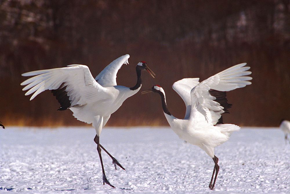 Cranes, Japan