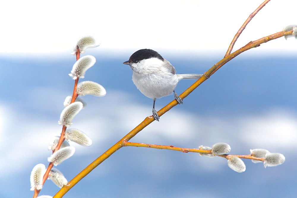 Marsh Tit