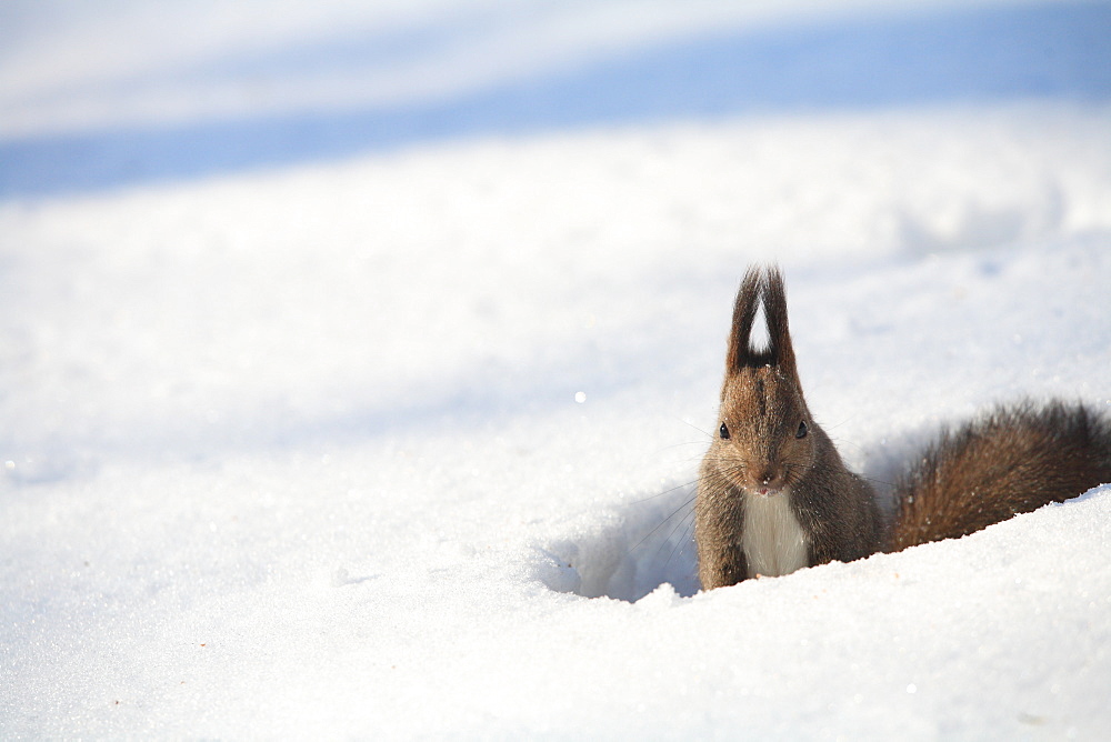 Hokkaido Squirrel