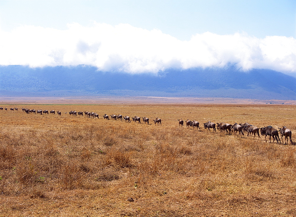 Ngorongoro Conservation Area, Tanzania