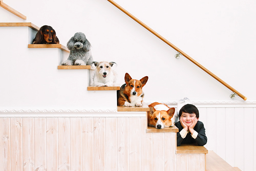 Boy and dogs lying on the stairs