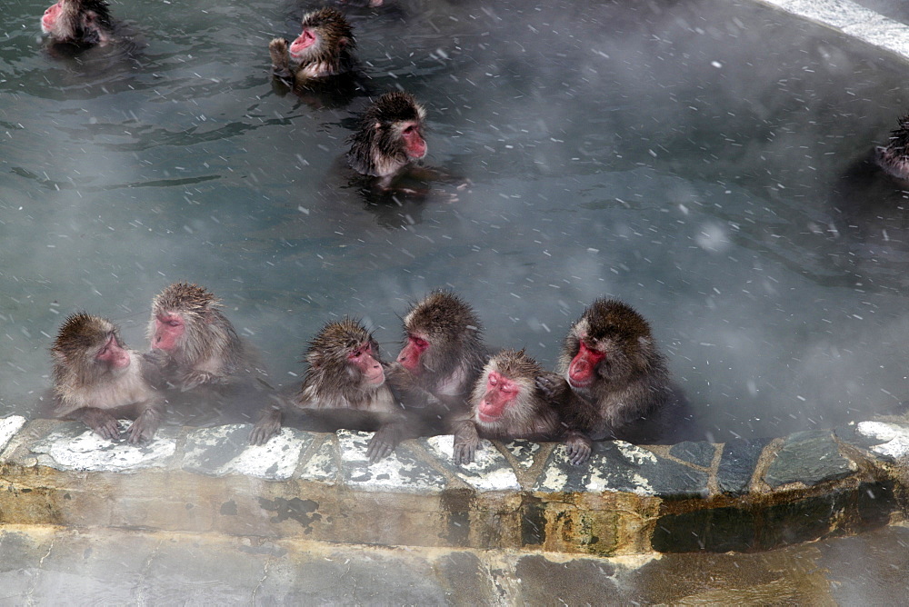 Japanese monkeys