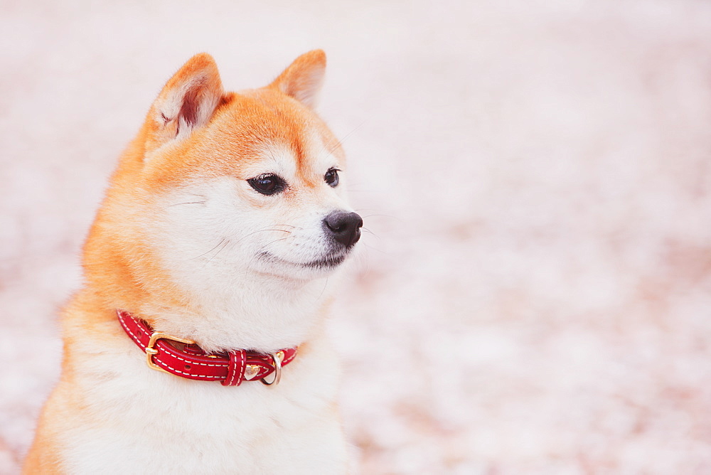 Shiba Inu