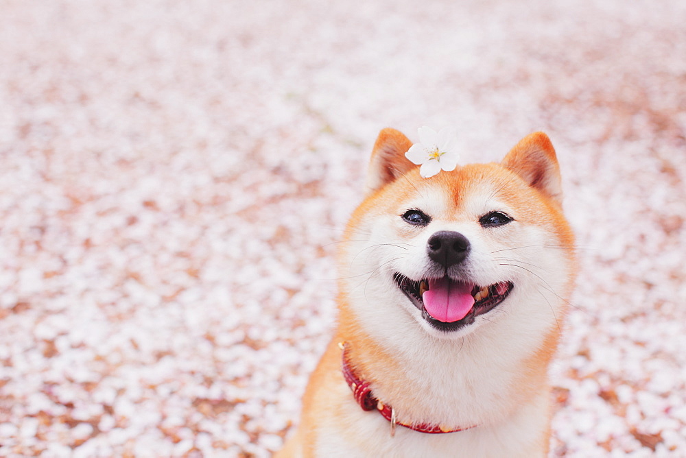 Shiba Inu