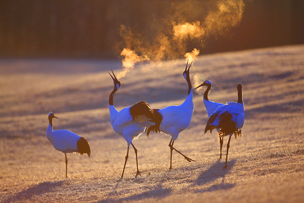 Japanese Crane, Hokkaido, Japan