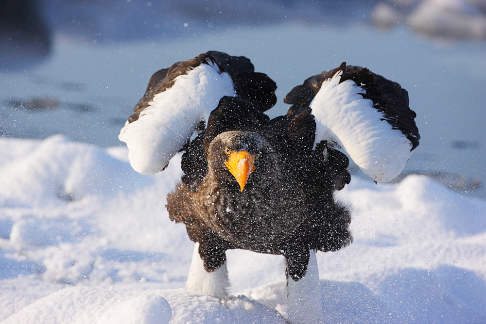 Eagle, Hokkaido