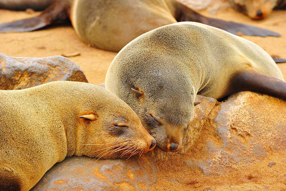 Fur Seal